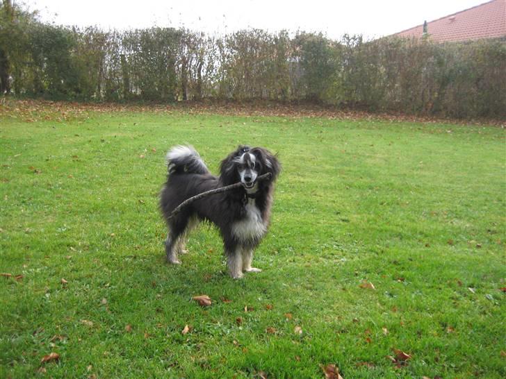 Chinese crested powder puff Bandit SOLGT billede 12