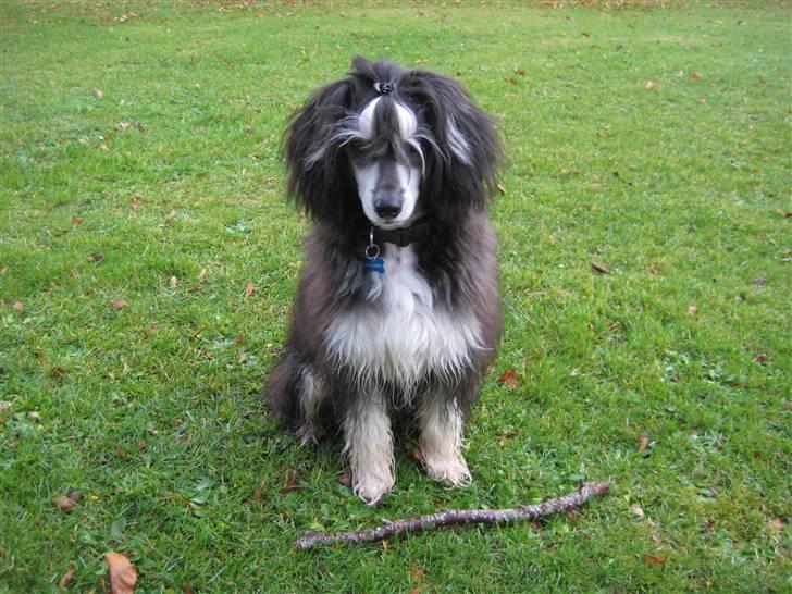 Chinese crested powder puff Bandit SOLGT billede 13
