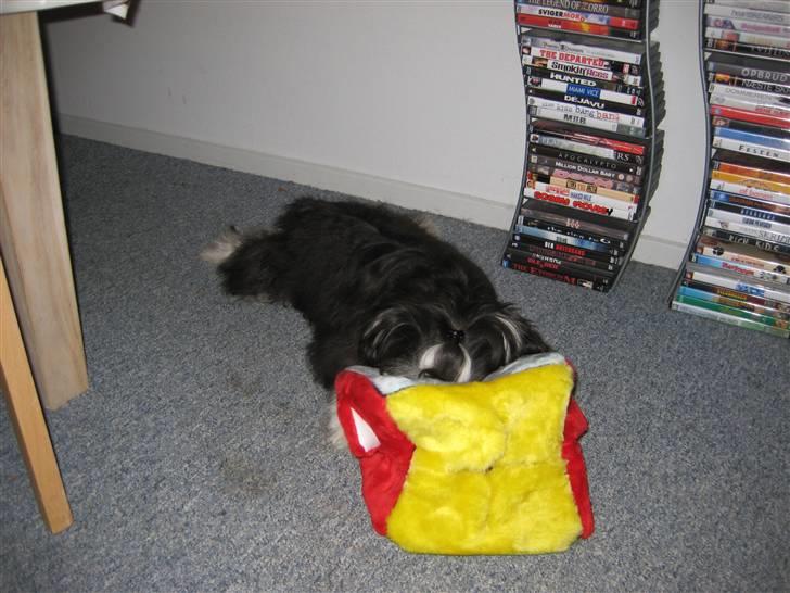 Chinese crested powder puff Bandit SOLGT billede 14