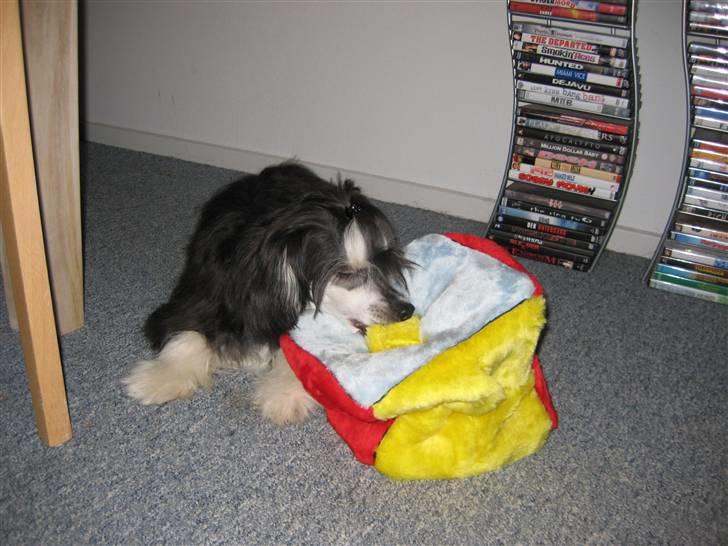 Chinese crested powder puff Bandit SOLGT billede 15