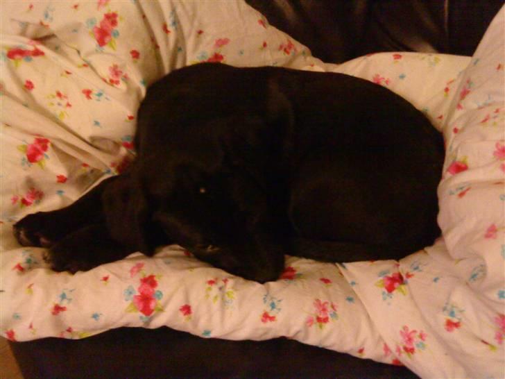 Blanding af racer Diego R:I:P - træt igen billede 2