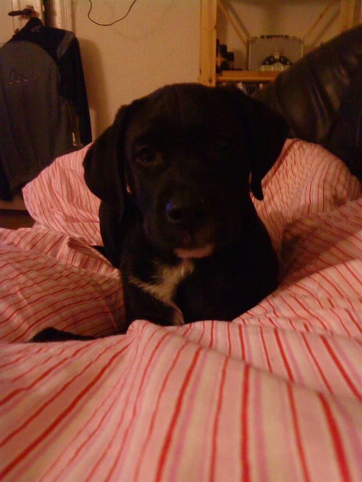 Blanding af racer Diego R:I:P - i dag bliver jeg 12 uger 18-1-09 billede 3