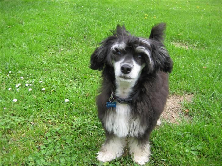 Chinese crested powder puff Bandit SOLGT billede 16