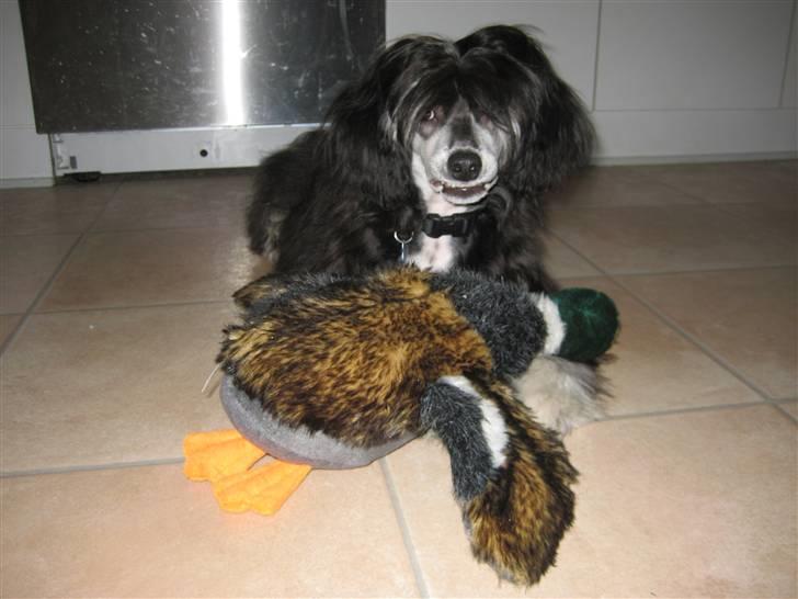 Chinese crested powder puff Bandit SOLGT billede 17