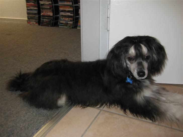 Chinese crested powder puff Bandit SOLGT billede 18