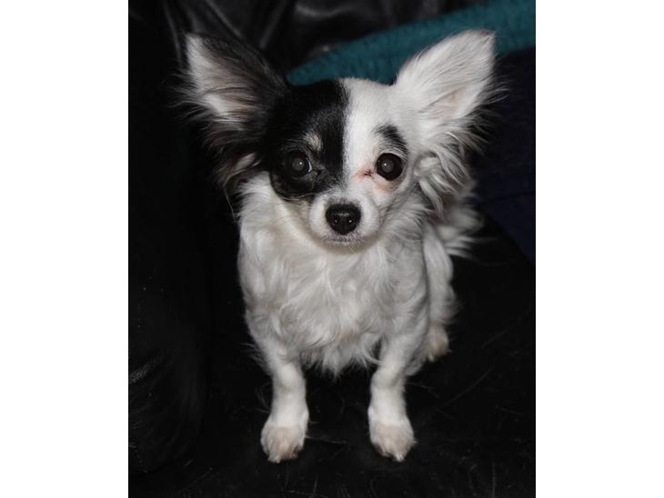 {{currentPhoto.altText}} billede {{currentPhoto.number}}