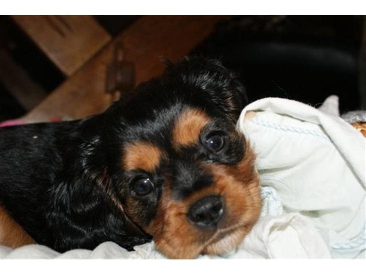 Cavalier king charles spaniel cæsar d 2 - vores lille dejlige cæsar billede 1