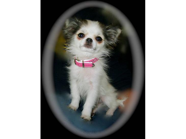Chihuahua Soffy - Den lille prinsesse! billede 1