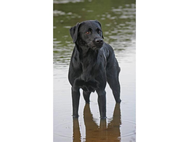Labrador retriever Anton billede 1