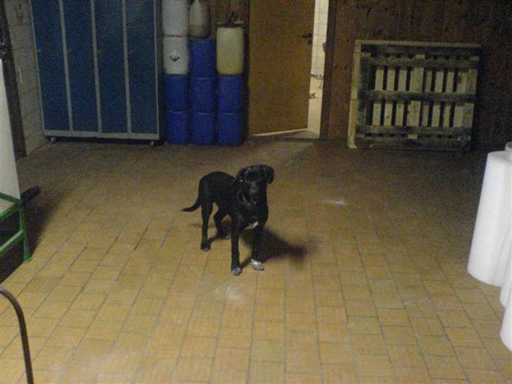 {{currentPhoto.altText}} billede {{currentPhoto.number}}