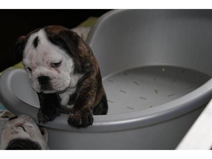 Engelsk bulldog All Inclusive - Daimi - 8 Uger billede 1