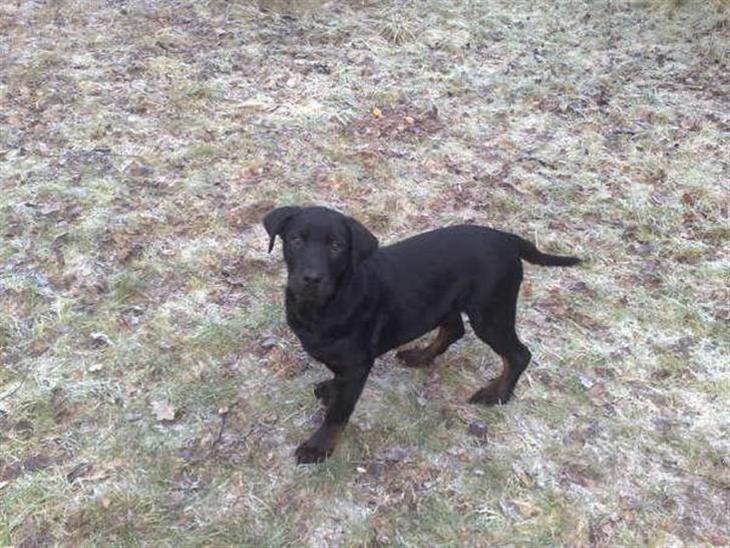 Blanding af racer Bamse *RIP*  - Nyt billede 1