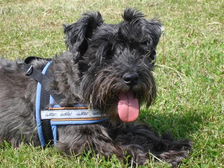 {{currentPhoto.altText}} billede {{currentPhoto.number}}