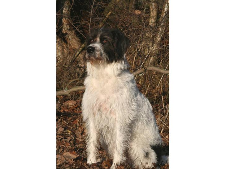 {{currentPhoto.altText}} billede {{currentPhoto.number}}