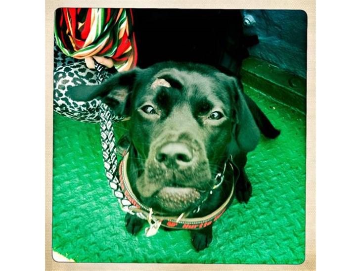 {{currentPhoto.altText}} billede {{currentPhoto.number}}