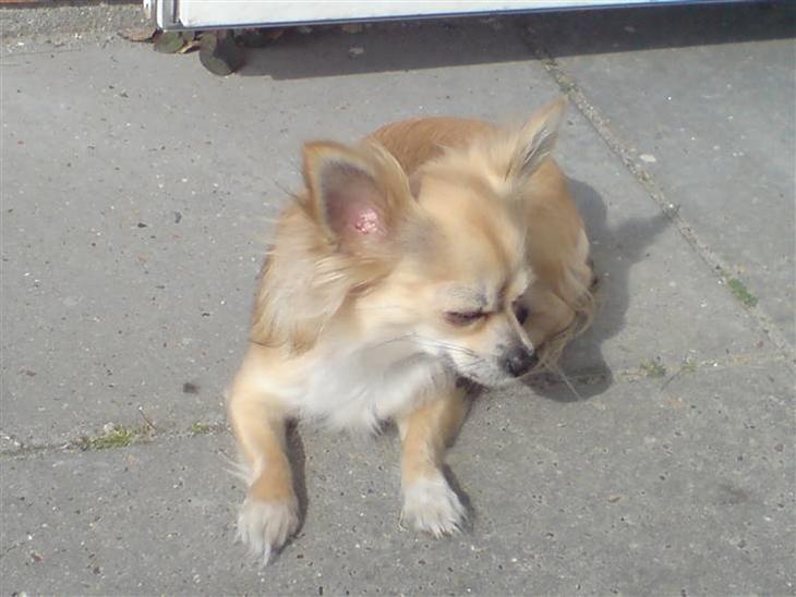 {{currentPhoto.altText}} billede {{currentPhoto.number}}