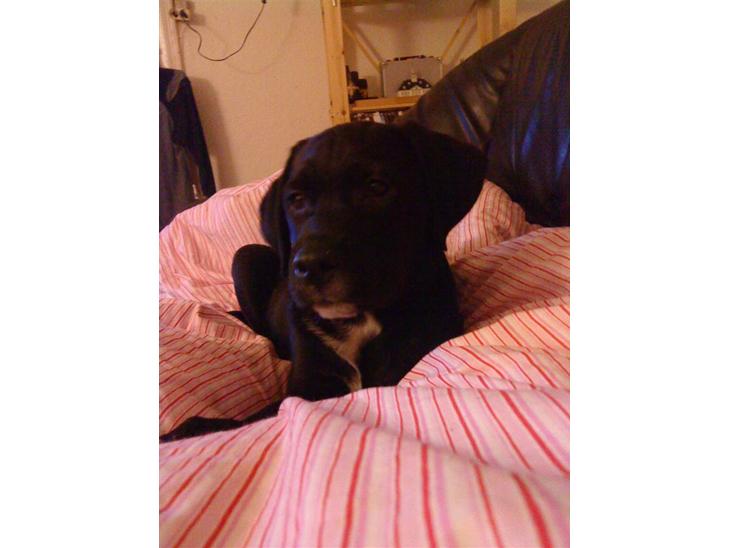 {{currentPhoto.altText}} billede {{currentPhoto.number}}