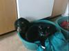 Gravhund Ozzy