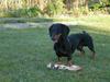 Gravhund Findus<3
