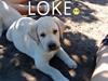 Labrador retriever Aalflasker Yellows Loke