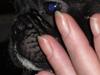 Fransk bulldog Uffe  [ Himmelhund]