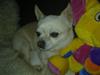 Chihuahua snaske