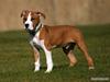 Amerikansk staffordshire terrier Great Viking's Ecco
