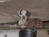 Amerikansk staffordshire terrier Miklo