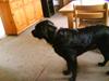 Labrador retriever ***snoopy***