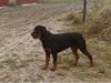 Rottweiler Disel (R.I.P )