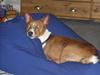 Basenji Tikko
