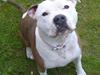 Amerikansk staffordshire terrier PIXIE
