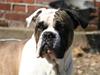 Blanding af racer Ludvig [Tidl. hund]