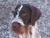 Ruhåret hønsehund Porsemosens D.Tina