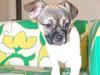 Blanding af racer Trixie <3 SOLGT :') [Tidl. hund]