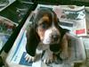 Basset hound Luffe