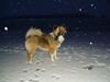 Islandsk fårehund Hjalte
