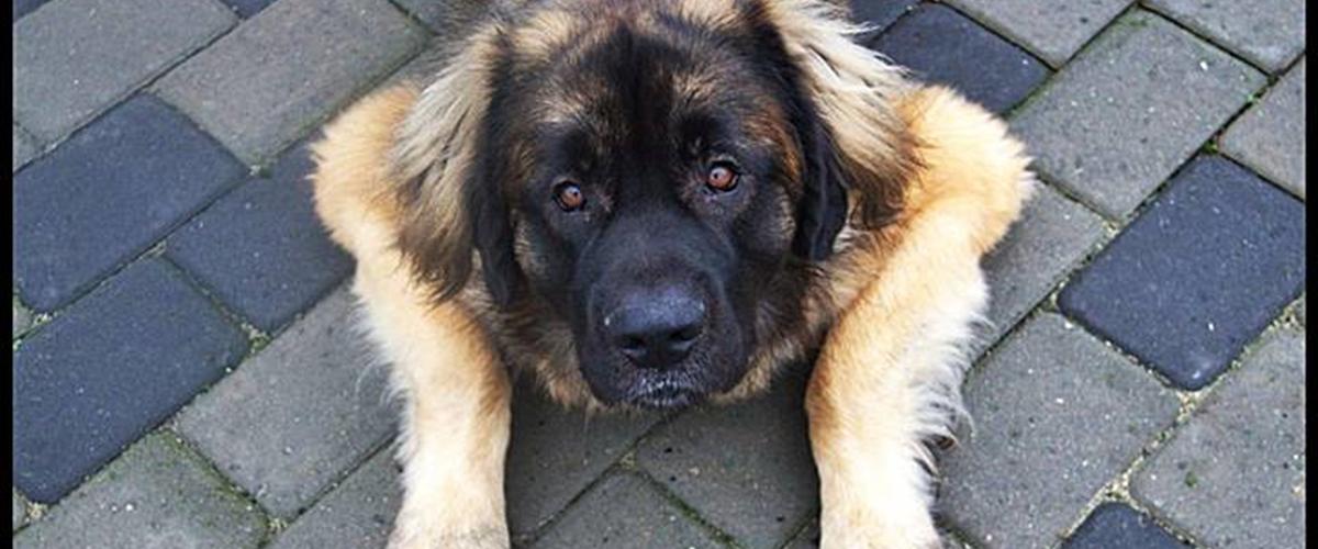 Leonberger Hercules 2008 Min alt for dejlige hund Herc&hellip;