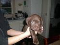 Labrador retriever Simba