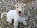 Ruhåret foxterrier thor