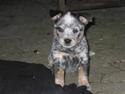 Australsk cattledog Andy