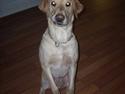 Labrador retriever Caesar