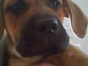 Cane corso Nova