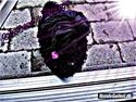 Shih tzu Taybes Coco|Solgt