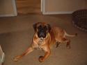 Cane corso Frodo