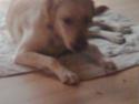 Labrador retriever Mille