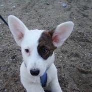 Welsh corgi cardigan Corgihusets Britney 