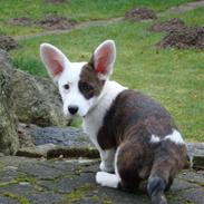 Welsh corgi cardigan Corgihusets Britney 