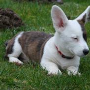 Welsh corgi cardigan Corgihusets Britney 