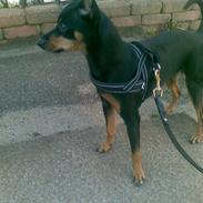 Dvaergpinscher King